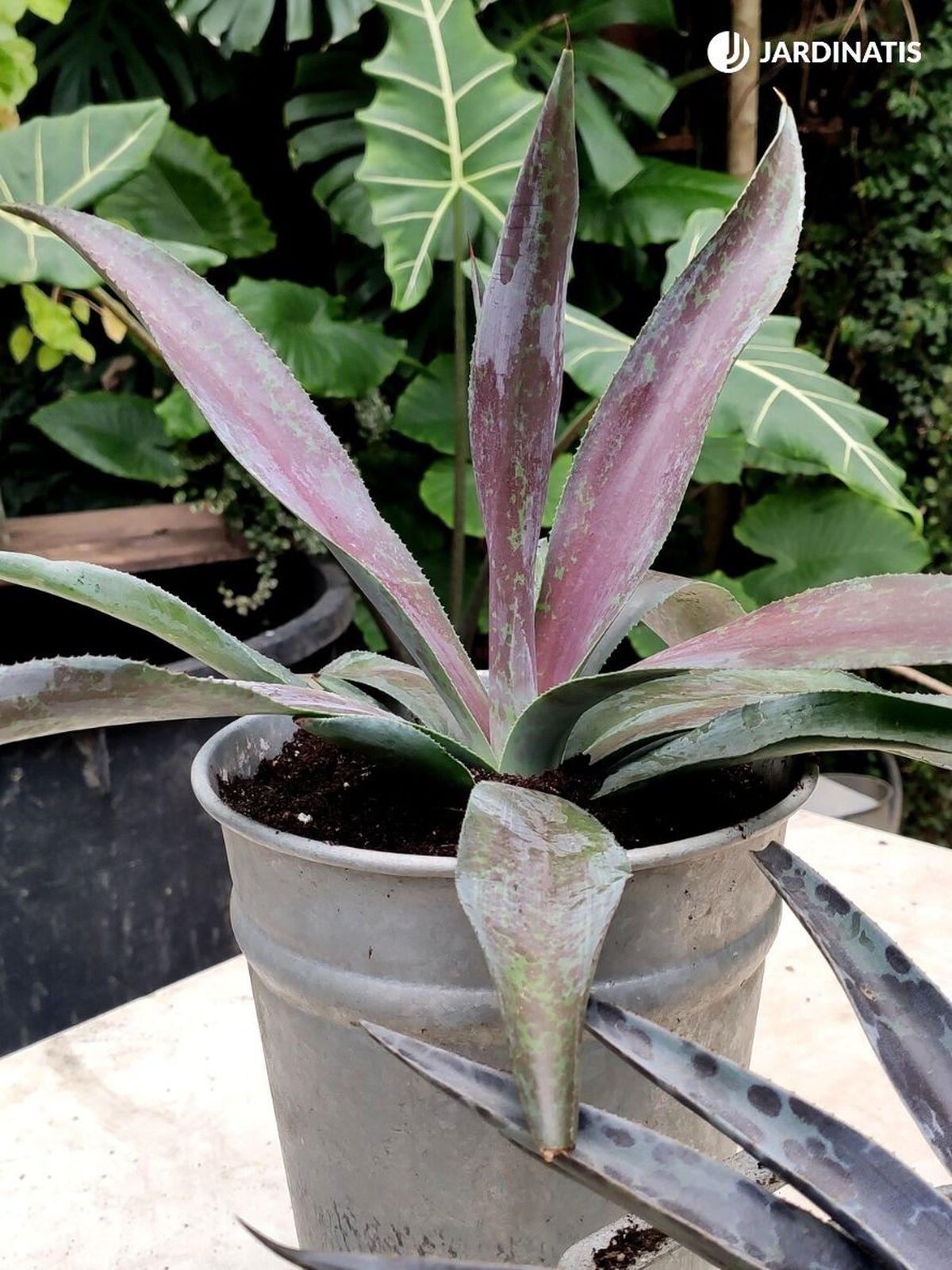 mangave cultivo en maceta jardinatis 23 35