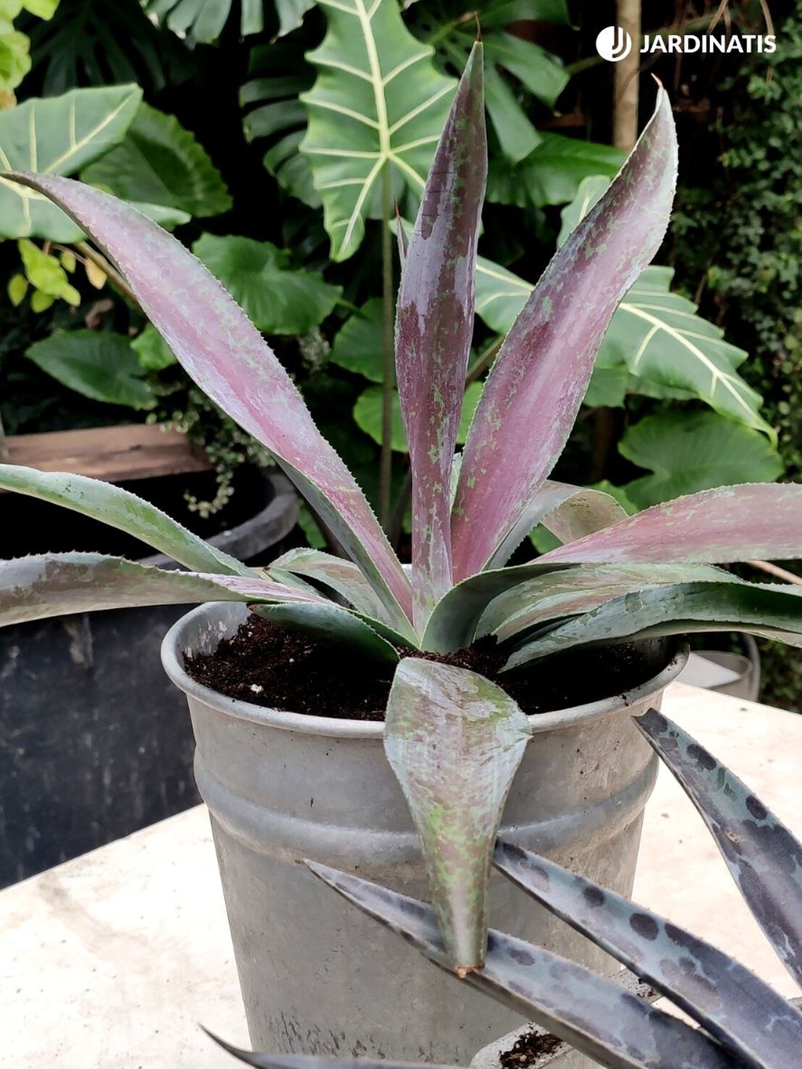 mangave cultivo en maceta jardinatis 23 35
