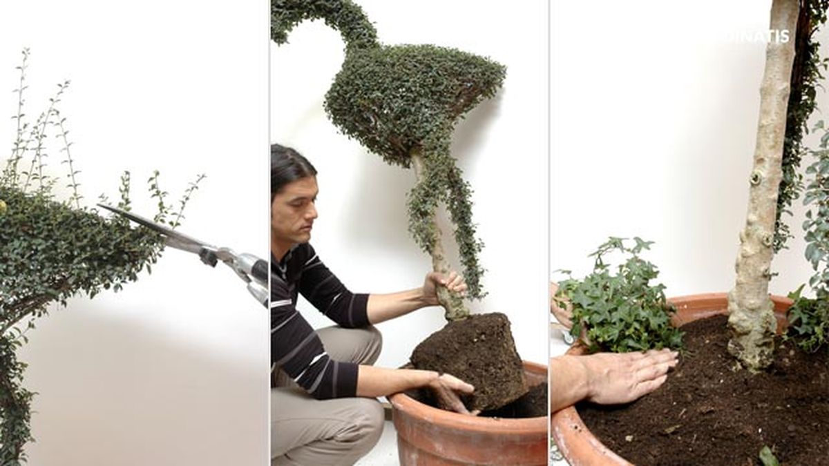 aligustre arbusto para arte topiario paso 1 2 3