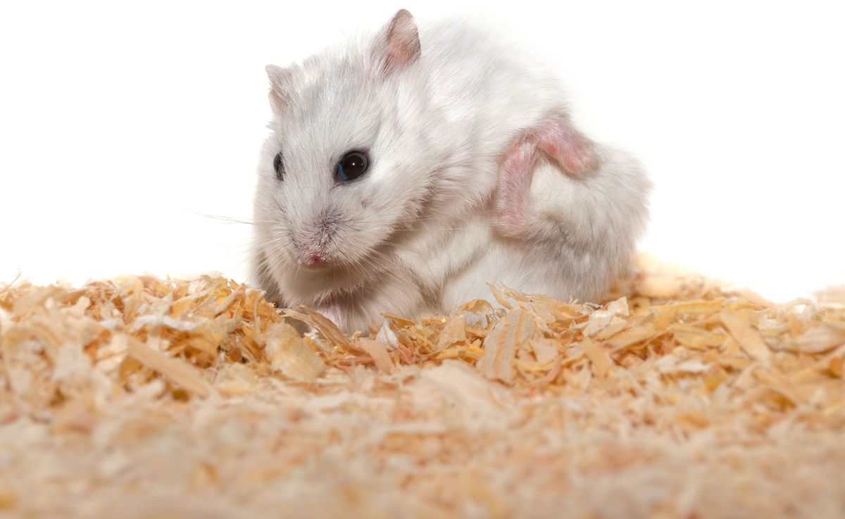 mascotas roedores hamster salud piel