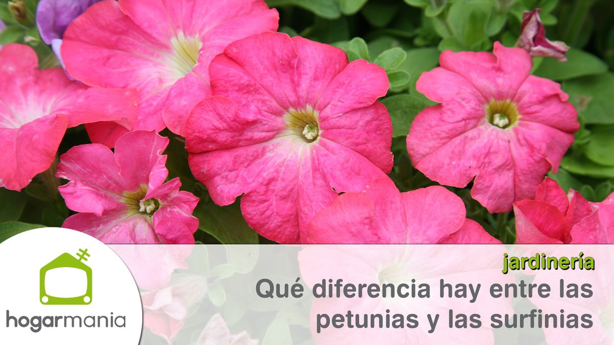 diferencia petunias surfinias xl