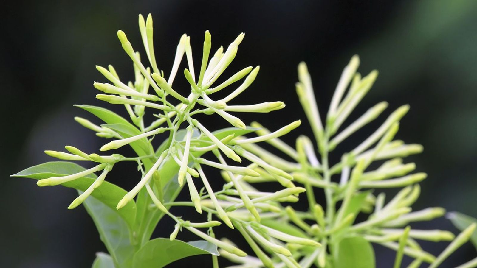 Cestrum nocturnum