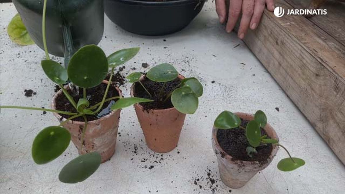 multiplicar la pilea peperomioides jardinatis
