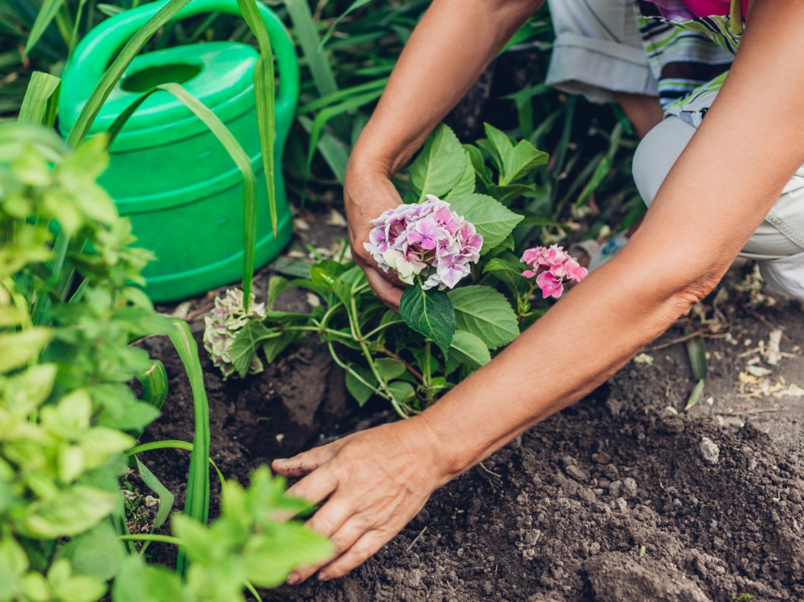 Ciertas plantas como las hortensias requieren suelos ácidos.