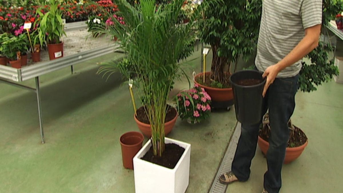 deco 403 aporte estetico areca