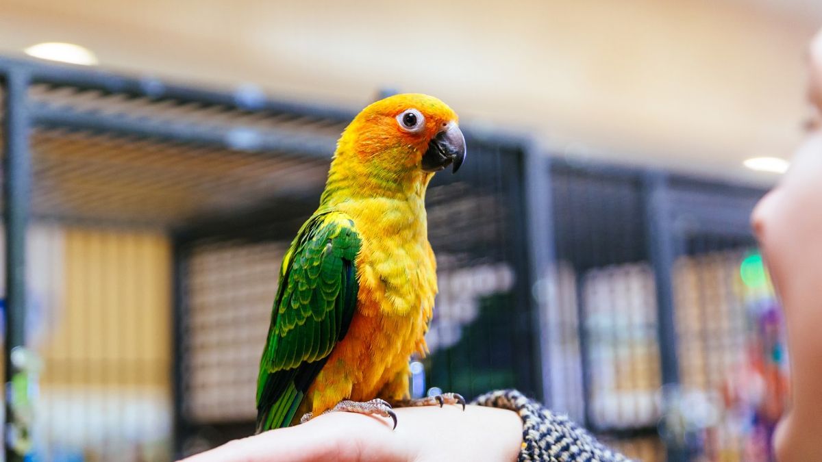 Existen alrededor de 350 especies de loros.