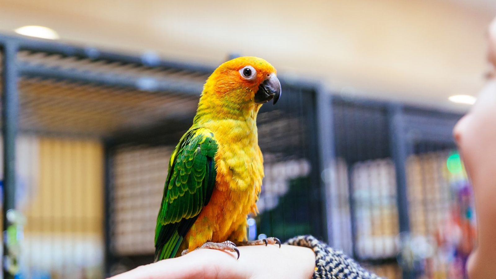 Existen alrededor de 350 especies de loros.