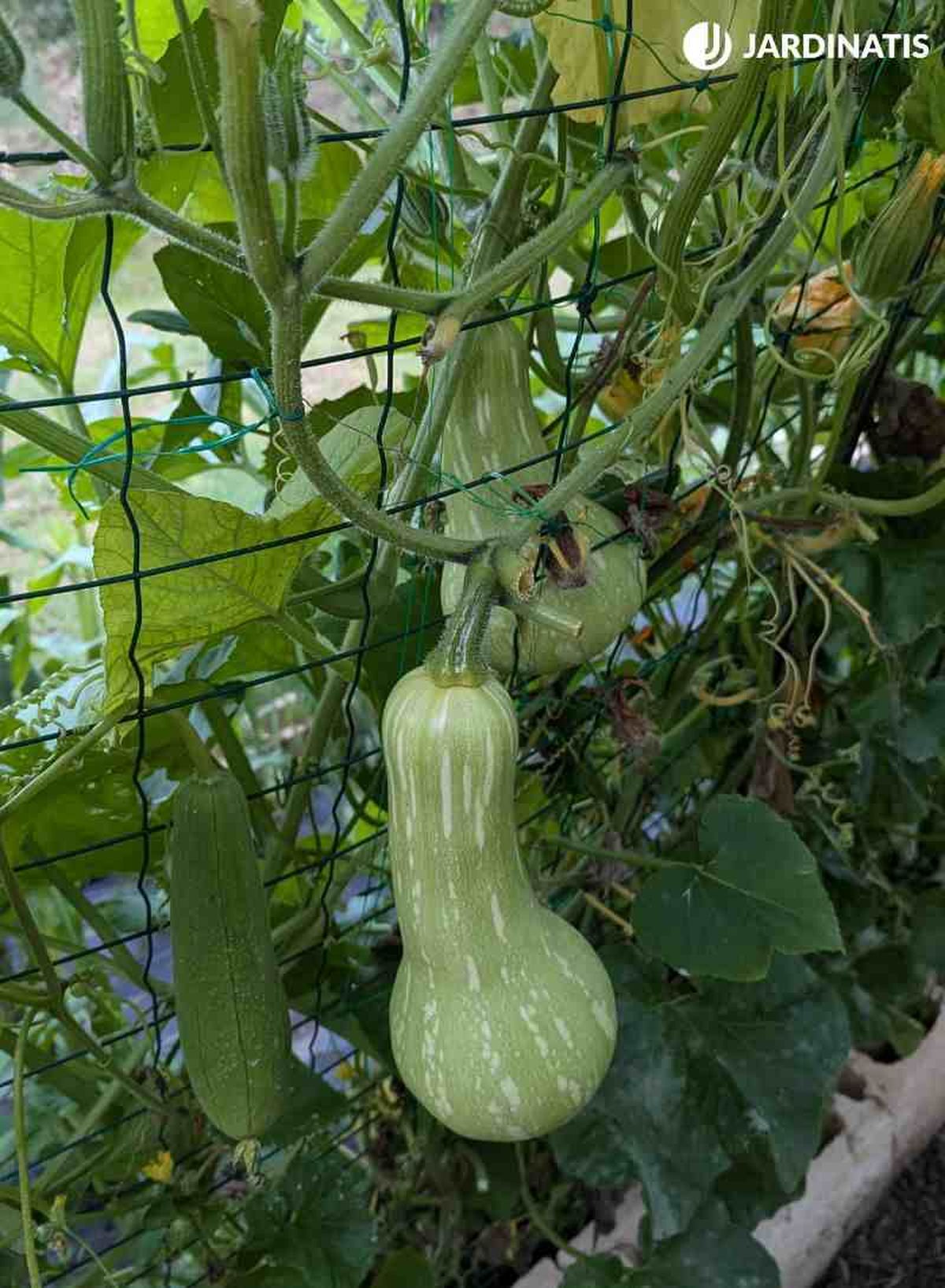 Calabaza cacahuete en la planta