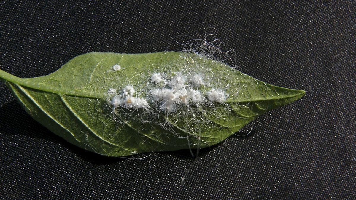 Cochinilla algodonosa, cómo detectarla y actuar en caso de plaga