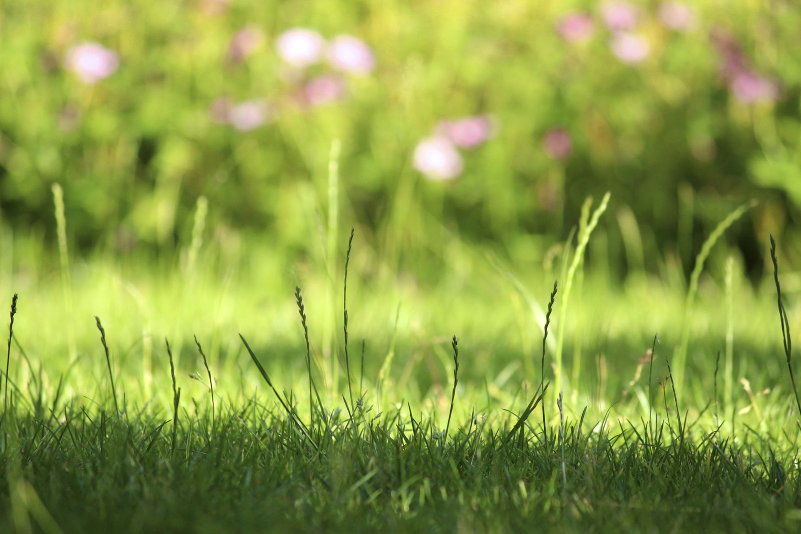 BRICO_JARDIN_834_Cesped jardin