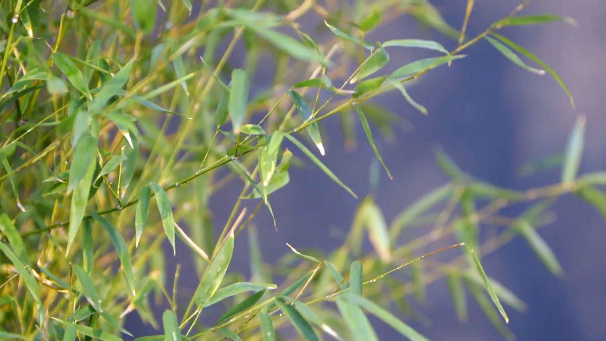 brico 0901 3 abonar arboles arbustos invierno bambu