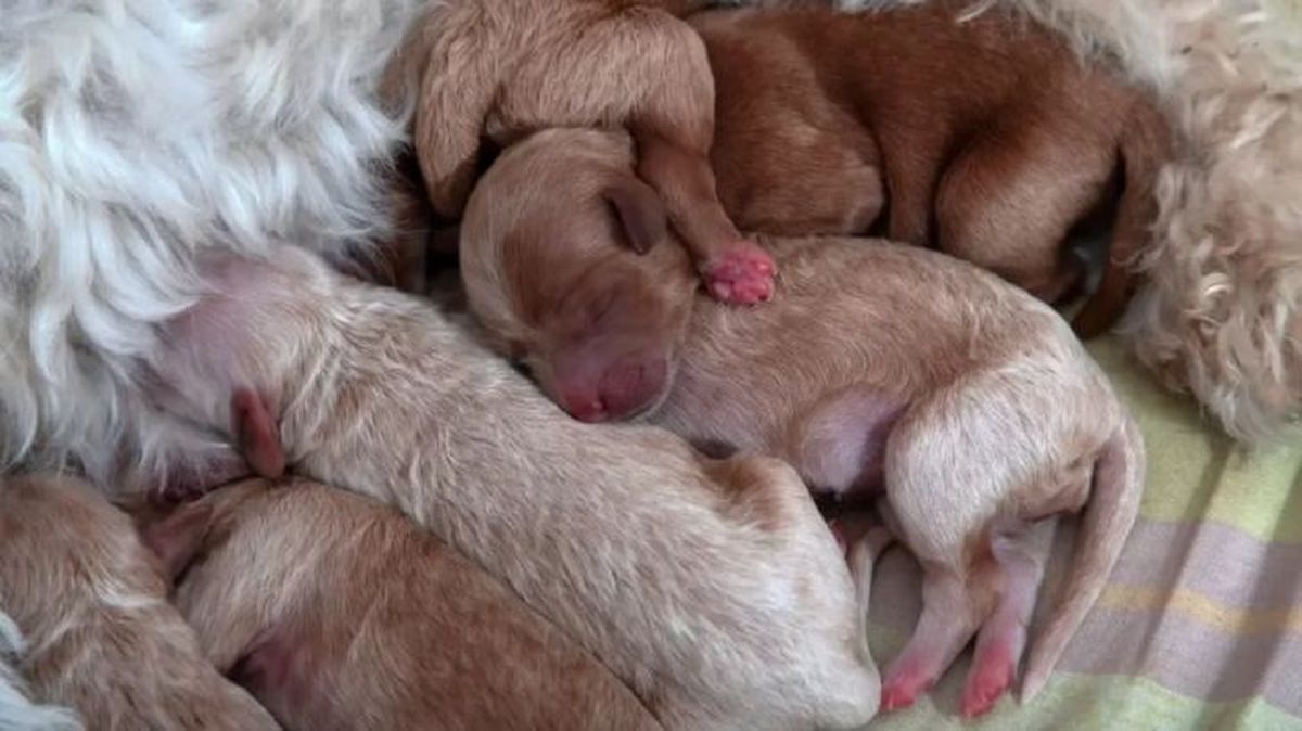 los perros tienen ombligo 2