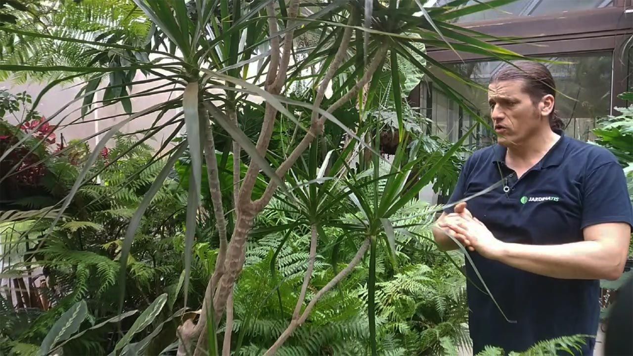 briconsulta podar dracena marginata