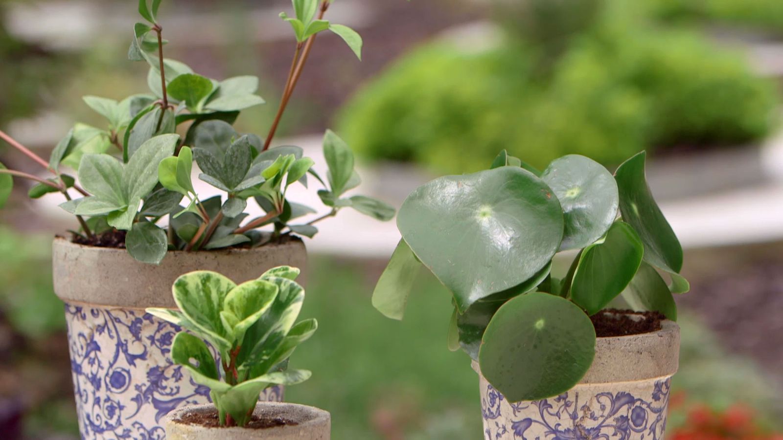 brico 918 3 variedades peperomia xl