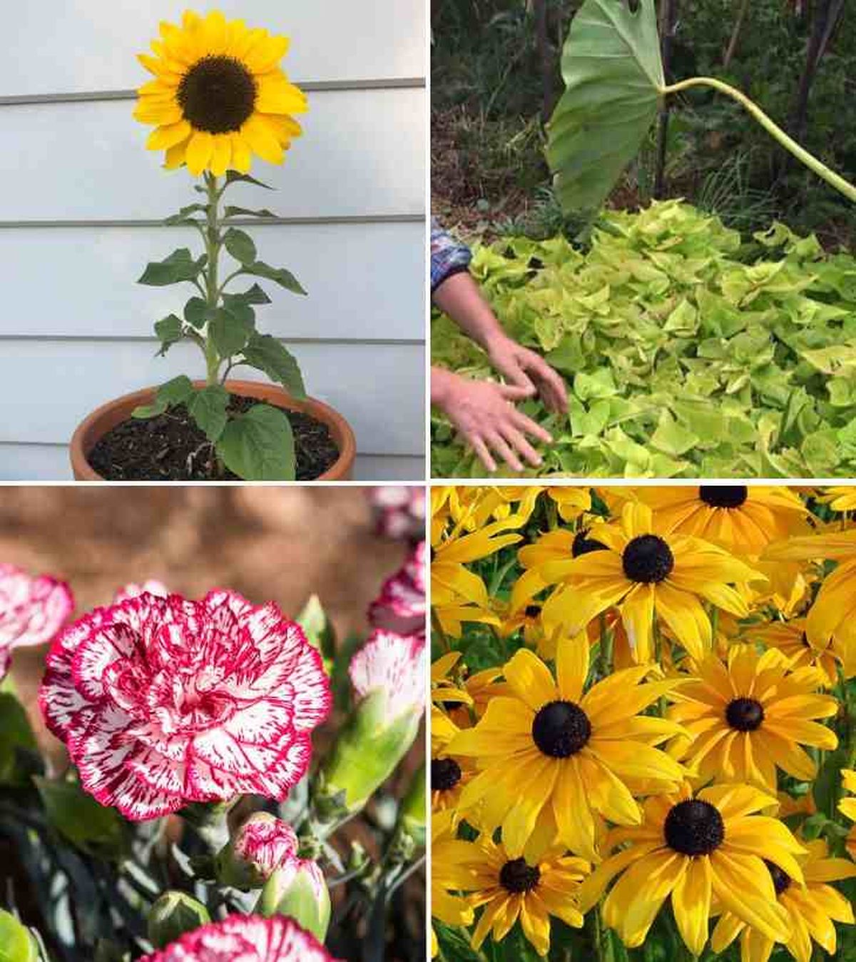 De izq. a drcha.: girasol, batata ornamental, clavel y rudbeckia