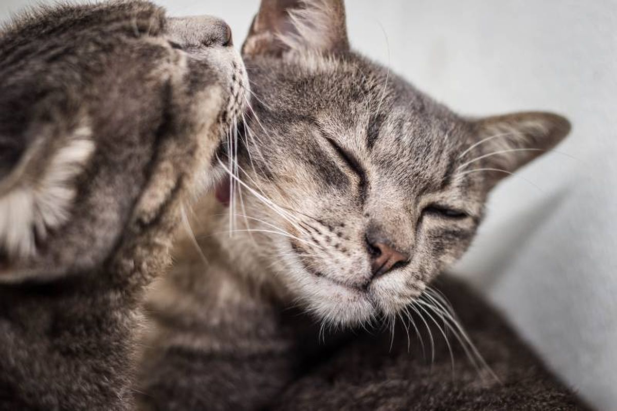 El popular lamido entre gatos (allo-grooming) es en realidad una forma de socializarse.