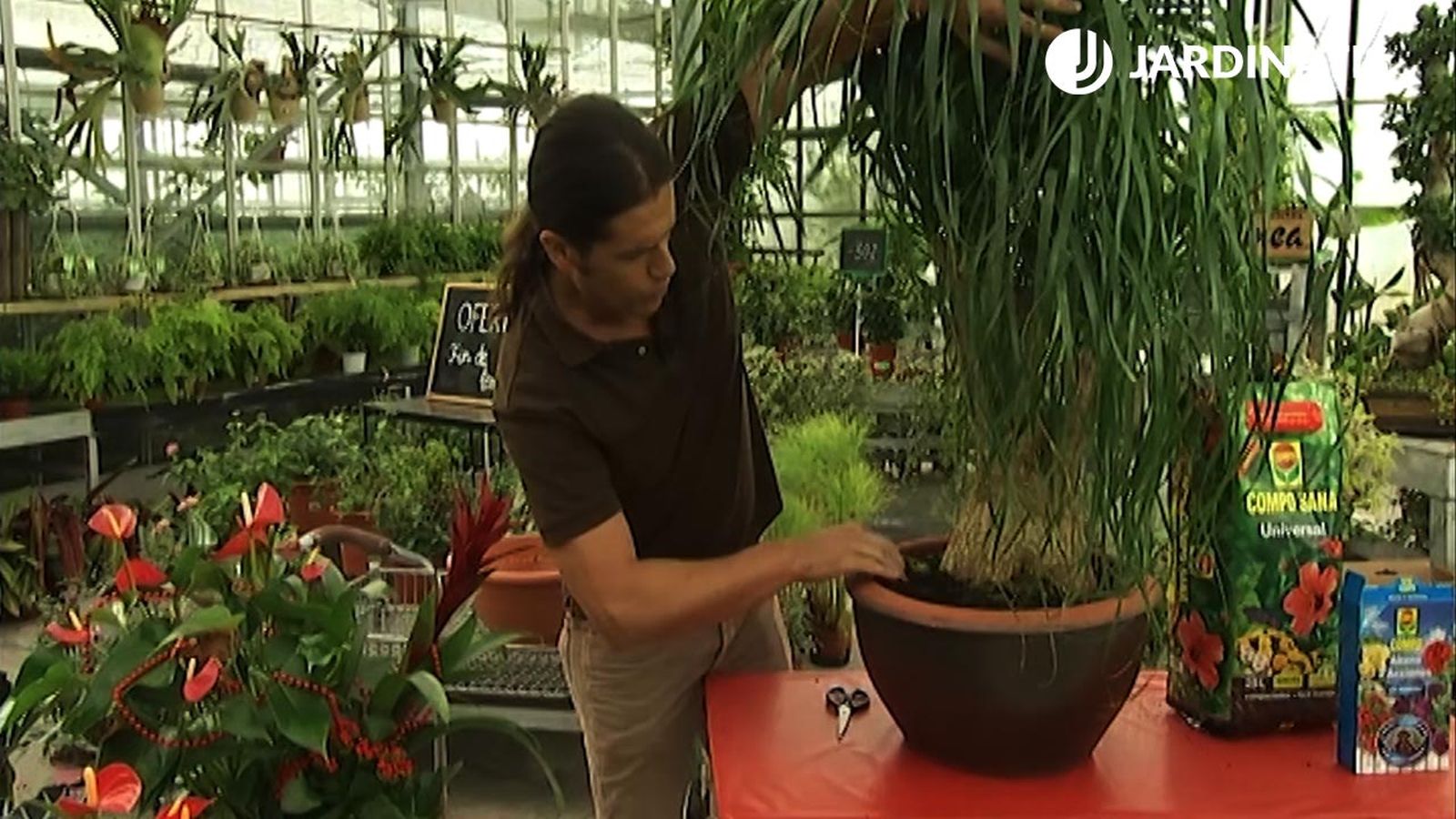 plantacion pata elefante deco 405