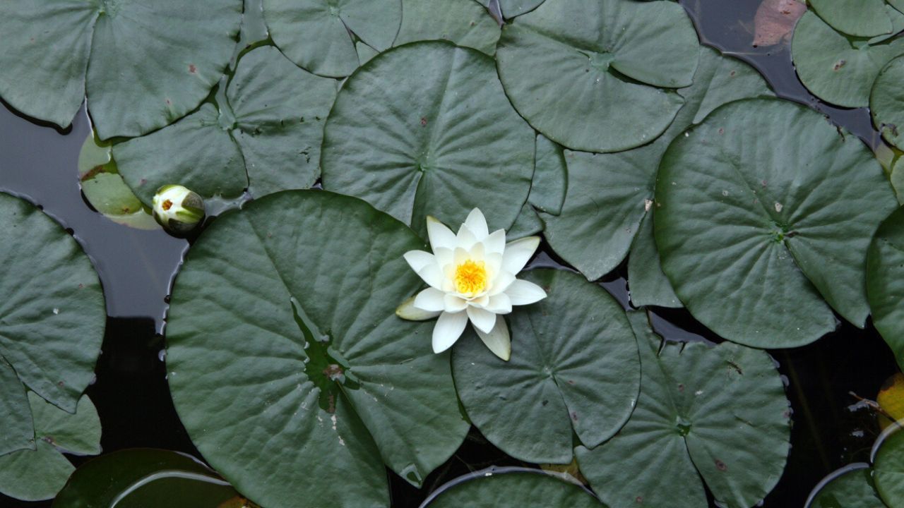flor de loto caracteristicas cuidados