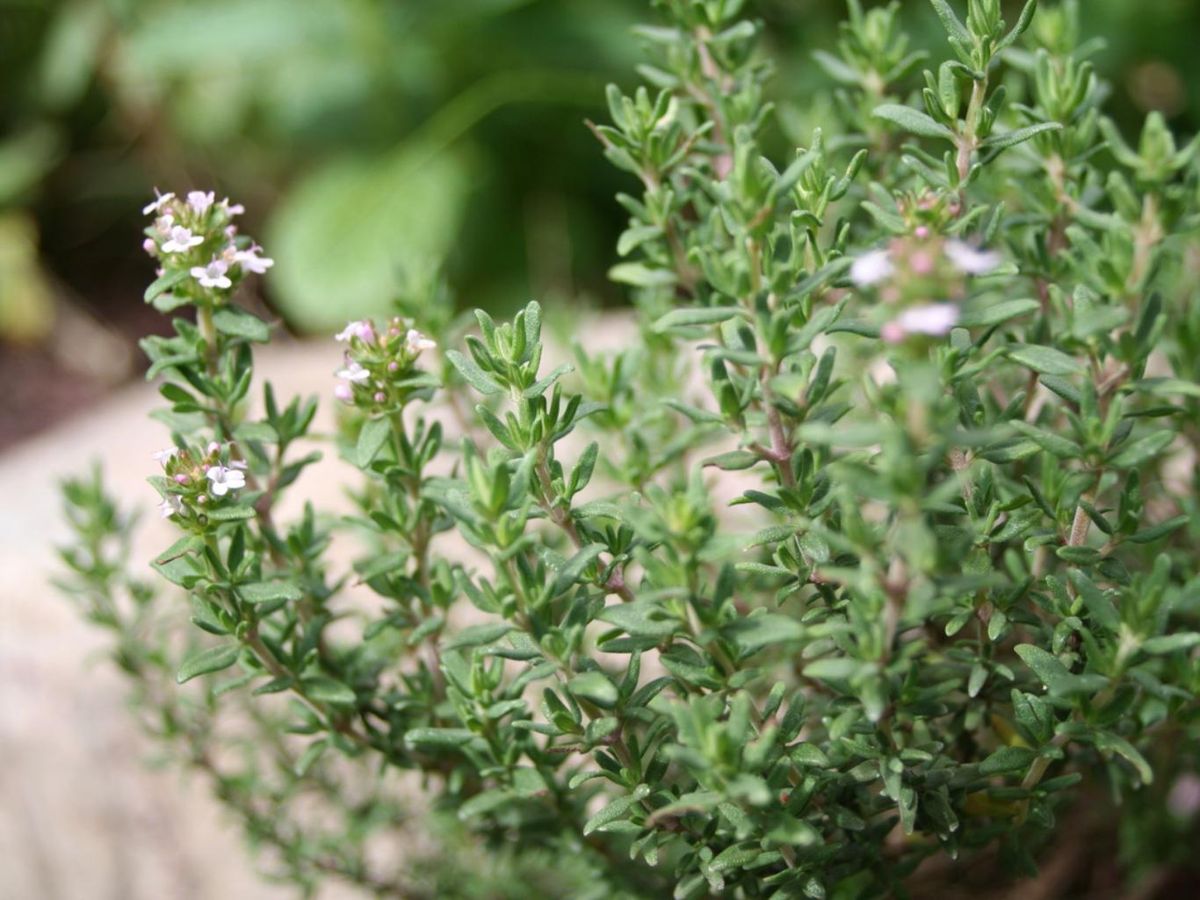 Planta de tomillo.