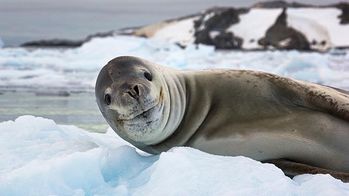 animales felices 19 leon marino