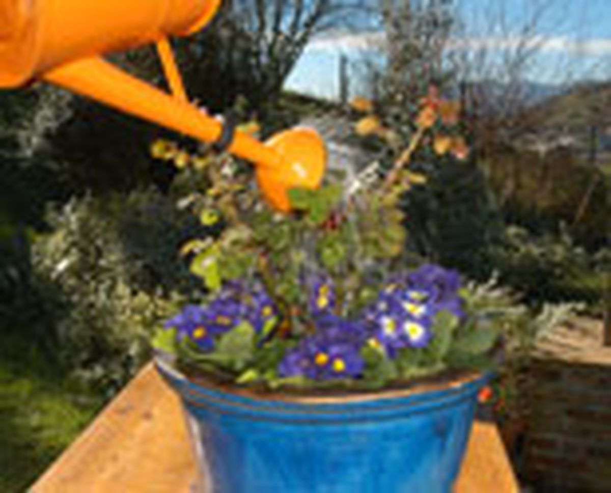 326 plant rosa macet p08