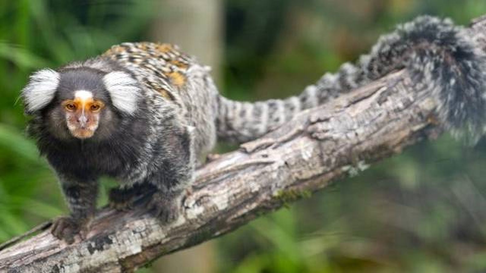 animales karpin centro acogida fauna silvestre mono titi