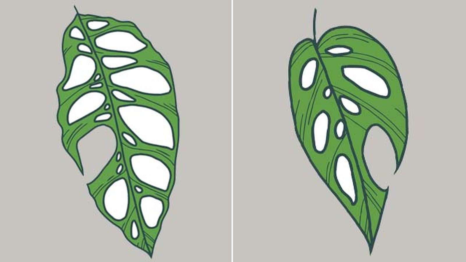 hoja monstera obliqua hoja monstera adansonii