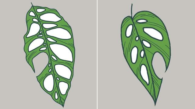 hoja monstera obliqua hoja monstera adansonii