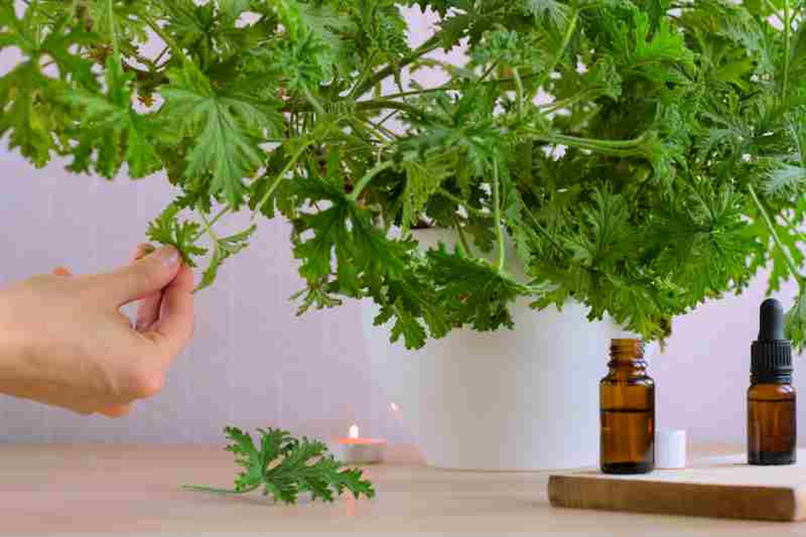 El aroma a cítricos es muy agradable