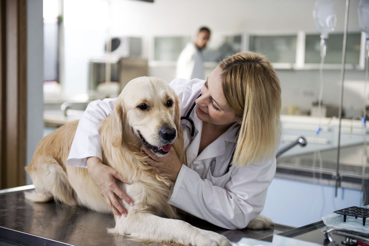 esterilizacion perra xl