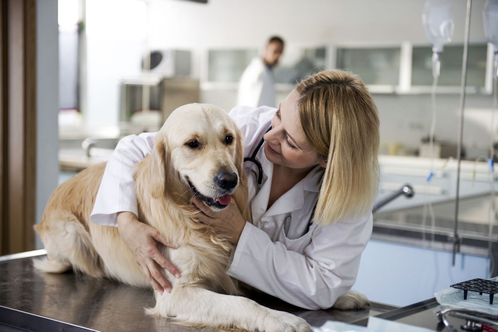 esterilizacion perra xl