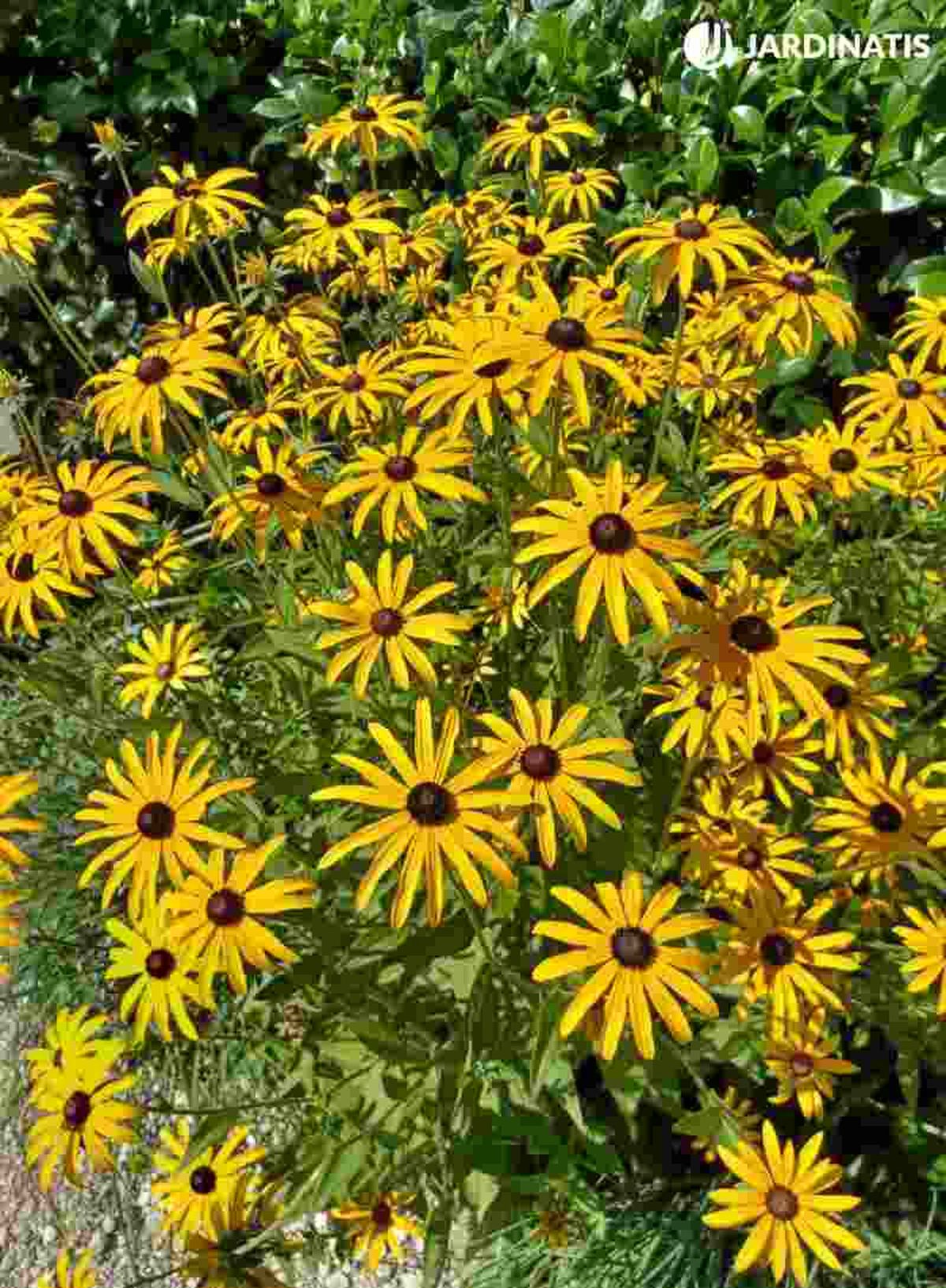 Rudbeckia hirta