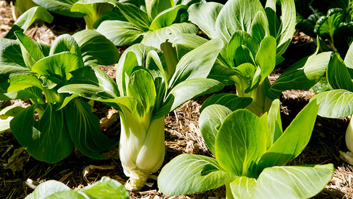 Pak choi cosecha en invierno deco 514