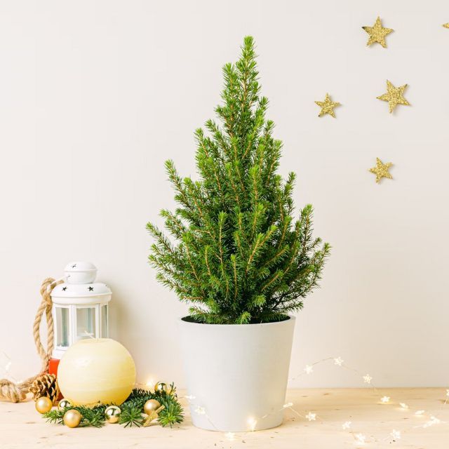 Picea glauca