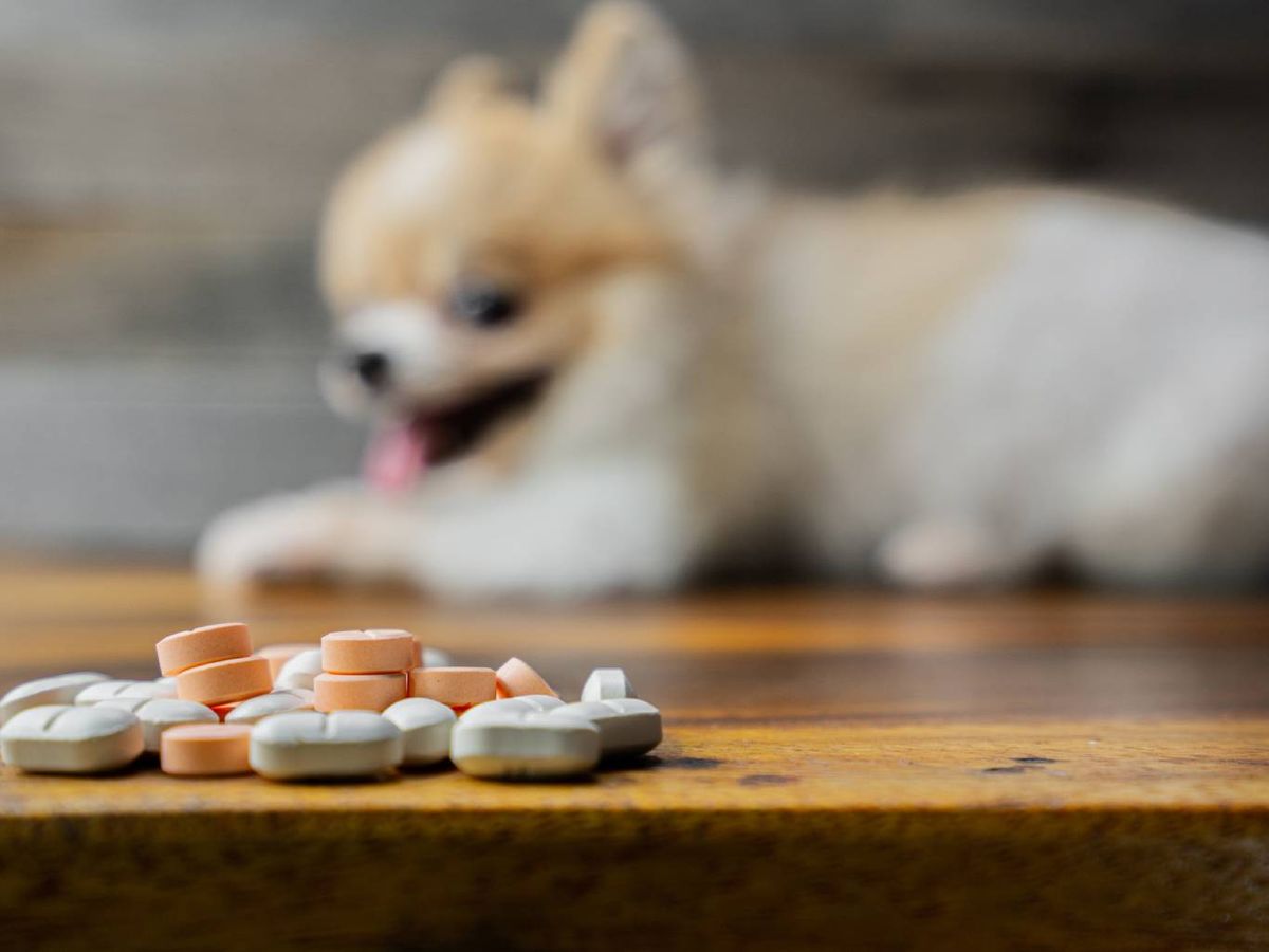 Los suplementos para perros deben adaptarse al tamaño, la edad y sus necesidades específicas.