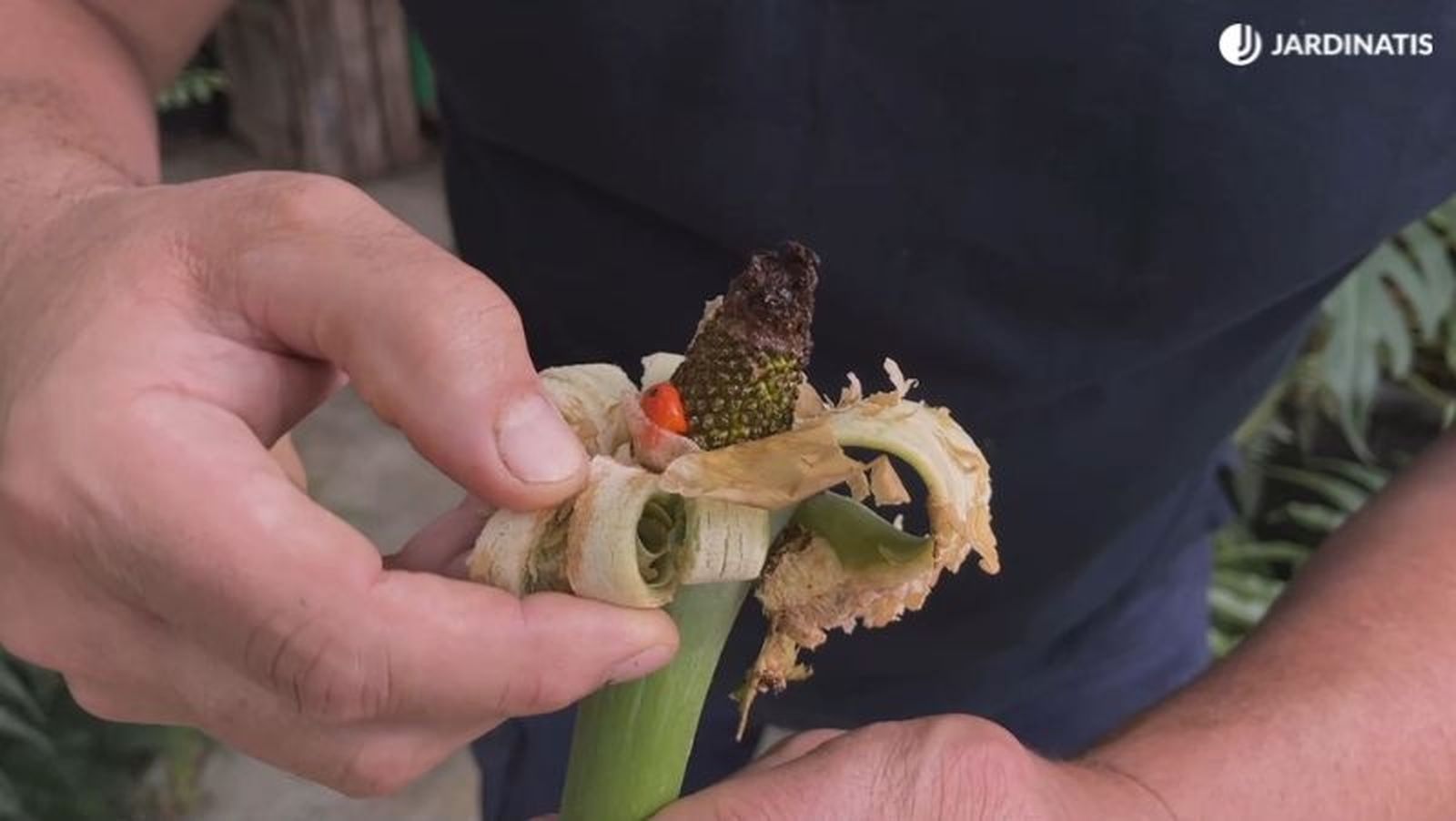 Semillas de la Alocasia macrorrhiza o marquesa