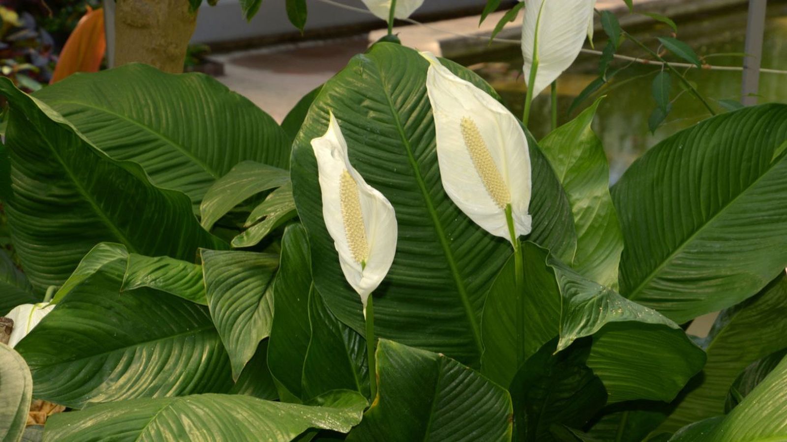 Spathiphyllum sensation espatifilo gigante