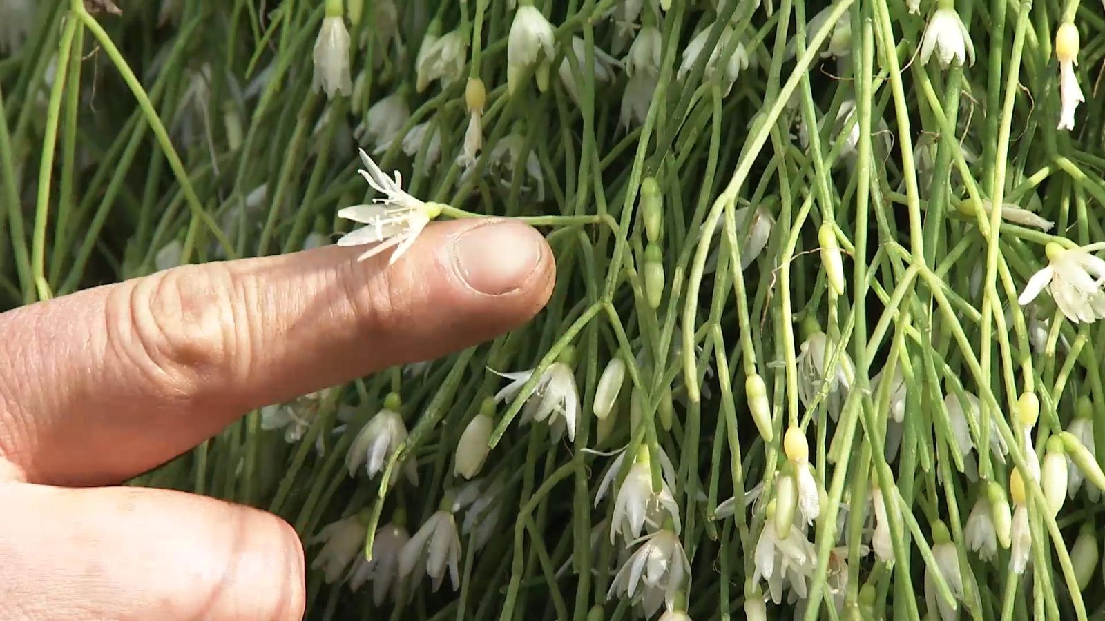 deco727 jardineria Rhipsalis flores