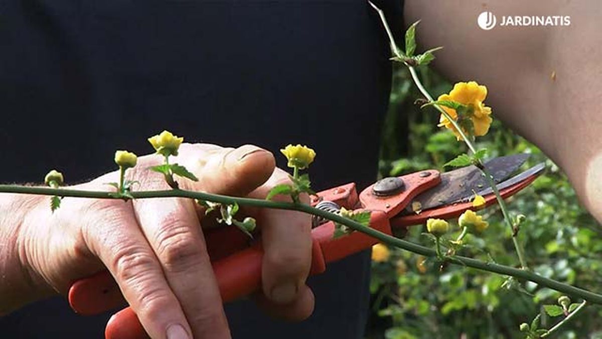 deco 770 jardin kerria japonica floes amarillas