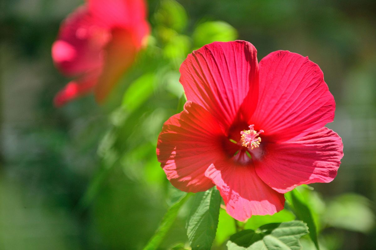 Dos variedades de hibiscus o hibisco moscheutos 2