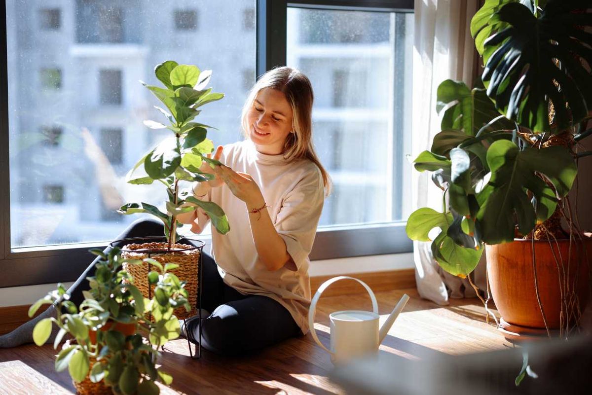 Mujer con un Ficus lyrata en su hogar.