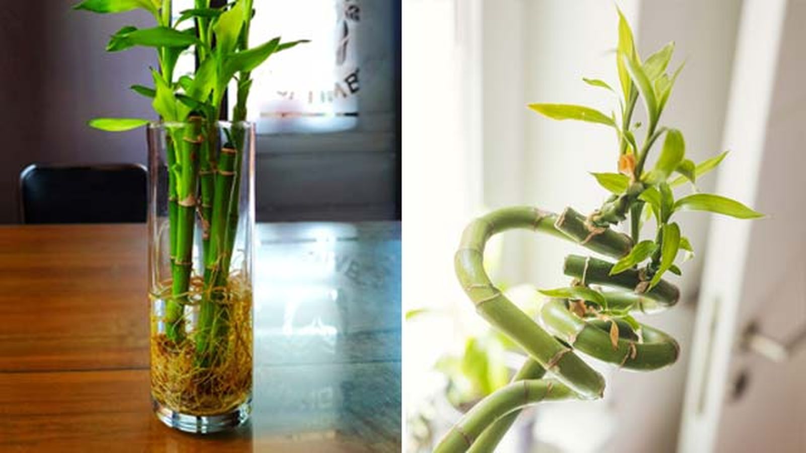 Bambú de la suerte o Lucky bamboo