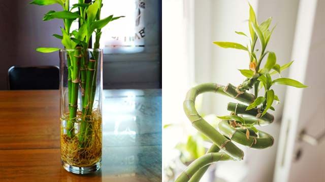 Bambú de la suerte o Lucky bamboo