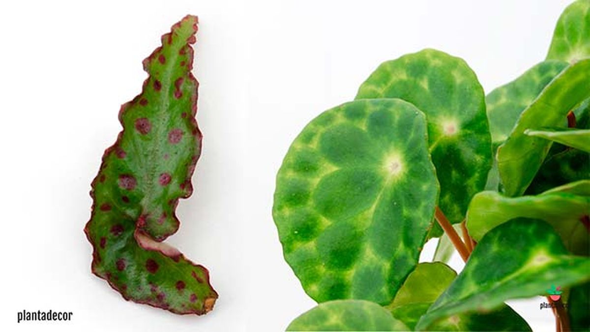 Begonia anphioux begonia kingiana o tigrina