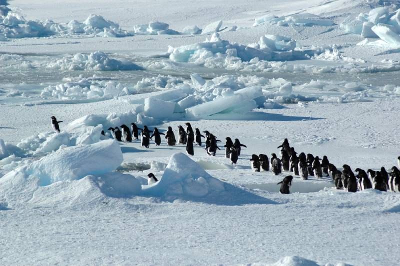 Existen cientos de ejemplos de aves migratorias, cada una con sus particularidades.