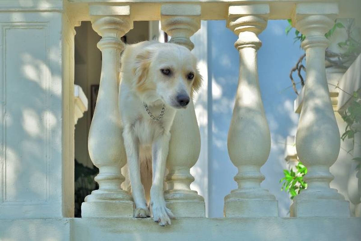 La deshidratación es otro de los riesgos que puede sufrir tu mascota en el balcón.