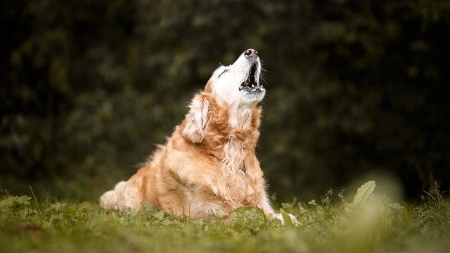nombres para perros bonitos y originales