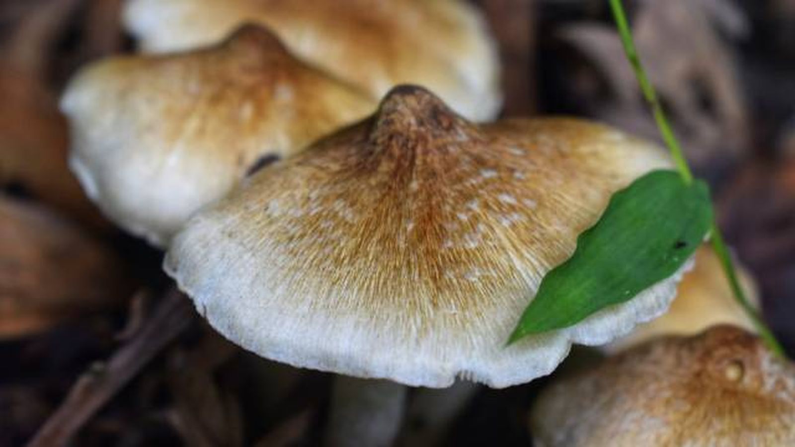 setas toxicas venenosas mascotas Espana Inocybe