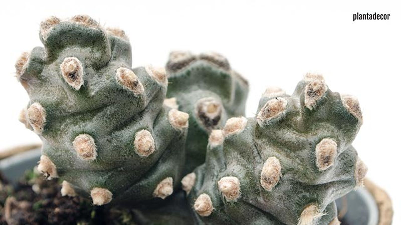 tephrocactus molinensis caracteristicas