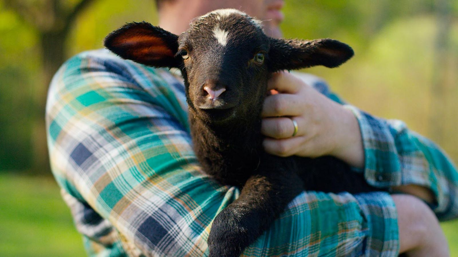 derechos animales portada